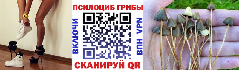 mega зеркало  Верхний Уфалей  Галлюциногенные грибы Psilocybe 